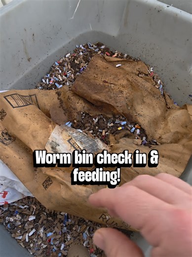 Worm Farm Update: Check-in and Feeding Techniques