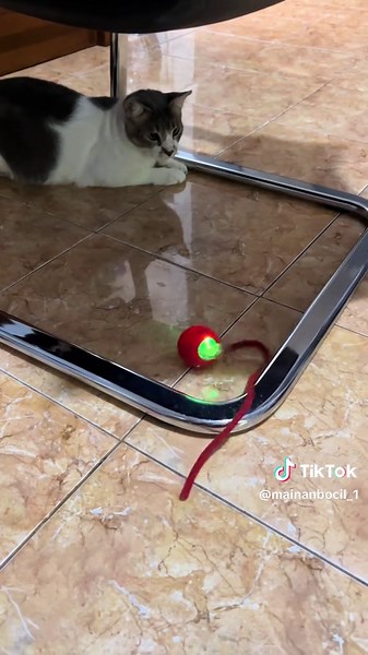 Mainan Kucing: Bola Kucing Otomatis Menarik