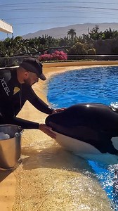 34K views · 2.7K reactions |  La dulce espera de Morgan  En Loro...