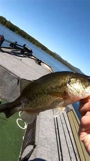 Spring Wacky Worm Bite is INSANE!