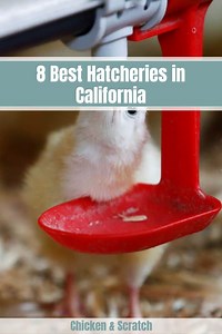 8 Best Chicken Hatcheries in California - Review & Guides