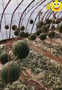 40K views · 289 reactions | Tree grafting techniques and agricultural production | DIY | Facebook