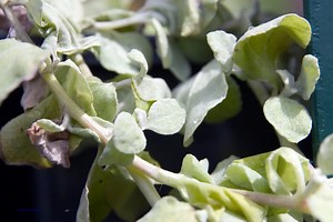 The Health Benefits of Licorice