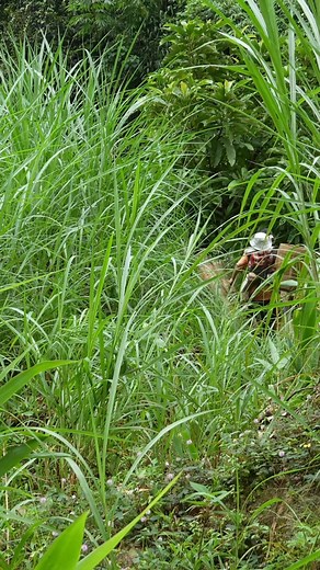 23K views · 269 reactions | Single mother and poor baby - Making a raft from primitive bamboo, trapping fish with giant cages #Singlemomlife #videocatchfish #videosinglemom #dailylife | Monkey SoK Ya | Facebook