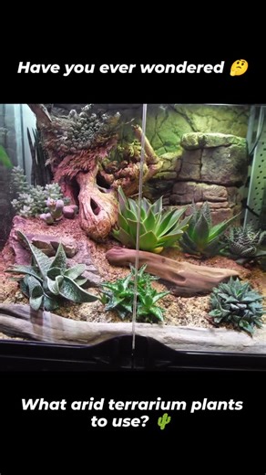 Thinking of setting up a semi-arid or desert bio-active terrarium but don't know where to start when it comes to which live plants will thrive and be safe for your reptile? We'll look no further as I've made a list of plants that will do just that. #bioactiveterrarium #bioactivevivarium #bioactive #bioactivesetup #terrariumsetup #terrariumplants #liveplants #desertreptiles | Finest Pets
