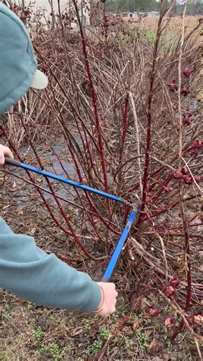 Ready to tackle winter garden cleanup? 🌿✂️ Our Hoss Loppers come in 32" and 36", giving you serious cutting power and the reach you need for those stubborn branches. Strong, smooth, and built for gardeners who get it done—this is the tool you’ll reach for every season. Buy Here: https://tinyurl.com/hoss-loppers #growhoss #gardentools #gardenmaintenance #pruningseason #wintergardenprep #lopper #gardeningtips | Hoss