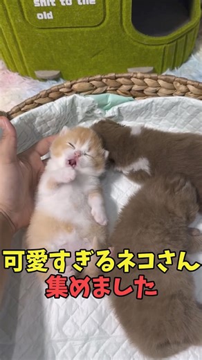 A cat video that will make you say, "This is it..." #cat #lifewithcats #catvideo #cat #cute #ador...