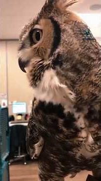 The bird sounds you will never forget 🥶 #birds #birdsounds #birdsongs