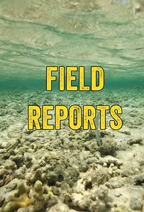 The latest Field Report is LIVE! Head to the Yellow Dog YouTube Channel to watch Field Reports: Northern Belize! Watch Now: https://www.youtube.com/watch?v=BBjfdswLOek 🎥: @cinemacp #flyfishtheworld #flyfishingtravel #flyfishing #fishing #belize | Yellow Dog Flyfishing