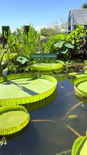 Victoria cruziana Les comparto el primer pimpollo de Victoria cruziana. Si bien este Nenúfar gigante es muy ornamental por su flor sus hojas son increiblemente bellas. Estas plantas las hago de semilla 🪷 #paisajismoacuático #paisajismoecosistemico #victotiacruziana #estanque #irupé