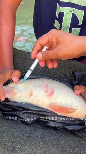 Effective Fish Farming Techniques for Big Carp