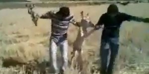 Dancing with the donkey, in the "Albanian" version (Video)