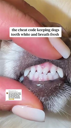 The Secret to Keeping Your Dog's Teeth White and Breath Fresh