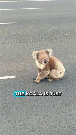 we saved a koala! 🐨🫶 #travel #australiadiaries