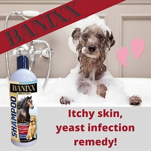 171 reactions · 103 shares | Dog Lovers! Cleanse, repair, and moisturize your pet's damaged hair and skin with our ultra-enriched, soap-free, Banixx Medicated Shampoo. Discover for yourself why Banixx is the #1 trusted solution for pet owners! | Banixx | Facebook