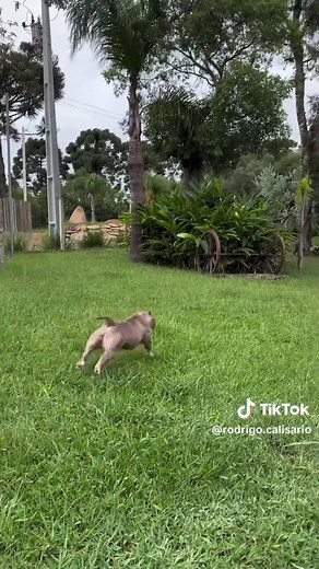 Understanding Pitbull Breeds: A Comprehensive Guide