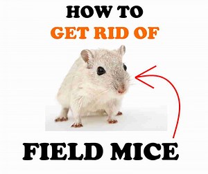 How to Get Rid of Field Mice Naturally (DIY Home Remedies) | BugWiz