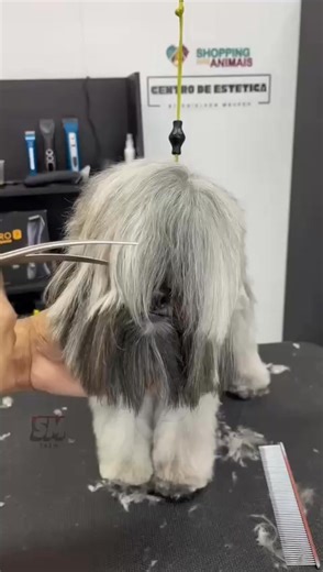 This dog walked in looking like a total fluff ball… but wait till you see the transformation!  You won’t even recognize him after this groom — it’s unbelievable! ✨ Full video in the comments  | Annabelle | Facebook