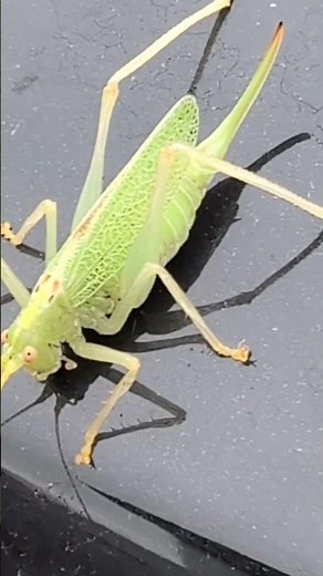 A beautiful female Oak Bush Cricket 🦗