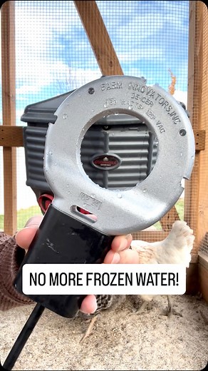 25K views · 3.4K reactions | Comment “link” below for more info! #chickensofinstagram #backyardchickens #raisingchickens #winteranimals | The Chicken School | Facebook