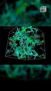 The Cosmic Barcode: How Hydrogen Maps the Universe #Lymanalphaforest #cosmicbarcode #hydogenuniverse