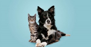 6 dicas para o seu cão e gato terem uma boa relação!