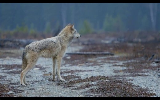 【动物纪实】B-roll 素材 - 灰狼 | Grey Wolves in Nature - PART 1