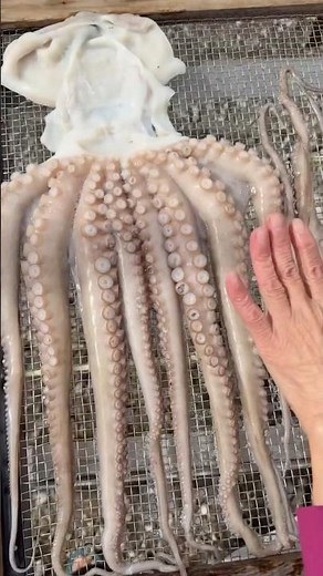 The Secret to Perfect Tako: A Sushi Lover’s Guide! #japan