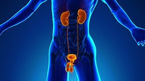 Anatomy Human Urogenital System Medical X-ray Stock Footage Video (100% Royalty-free) 9878603 | Shutterstock