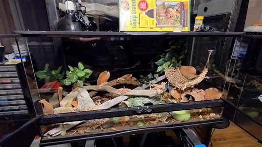 This one was dony by request. So not available but can do similar if interested. All PlugnPlays come fully setup... take it home... Plug it in ... n Play with your critter w out worry of setup being complete. "We Aim To Amaze" 🦎🤗 | Lena The Lizard Lady
