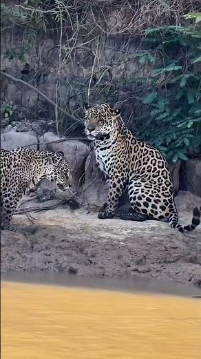 “Rare Cheetah Interaction Caught in the Wild | Survival Behavior Explained”