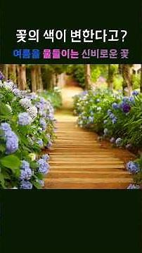 꽃의 색이 바뀌는 식물, 알고 계셨나요? 신비로운 수국 나무 이야기와 꽃말 #plants #tree #hydrangea
