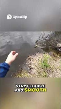 Fishing Line Braid vs Mono vs Fluorocarbon