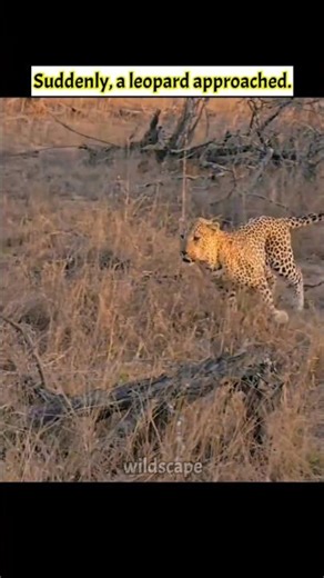 Leopard Steals Food from Wild Dogs!