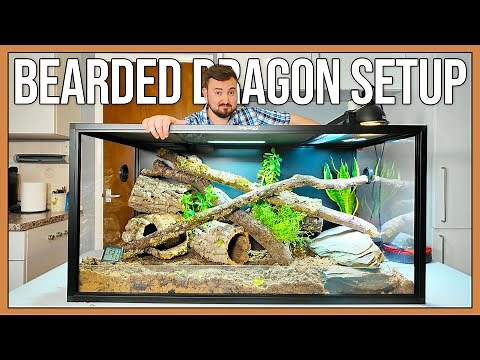 Best Bearded Dragon Setup