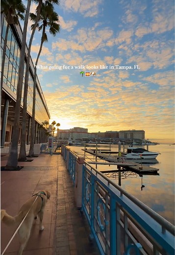 These Tampa views never get old 🐶🌅 #whenintampa #TampaBay #tampaFL #stufftodointampabay #visittampabay #TPA #cityoftampa