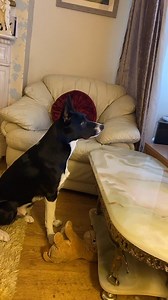 2.5K views · 1.4K reactions | Barney watching the lion king#lionking | Stephen Kelleher | Facebook