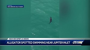 Aerial Footage: Gator caught swimming in ocean near Jupiter Inlet
