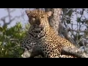 Leopard vs Wildebeest | BBC Studios