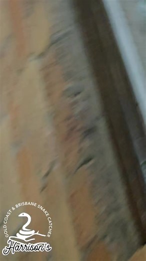 Carpet python in Jimboomba | Harrison's Gold Coast and Brisbane Snake Catcher