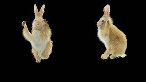 clip-1028255102-rabbit-dancing-bunny-realistic-animation-3d-cartoon