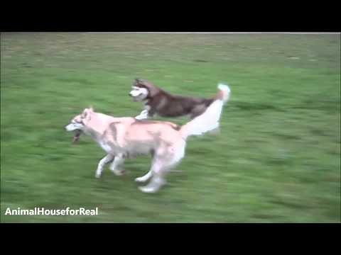 Siberian Huskies running 30 mph!!