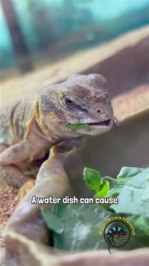 Before You Get This Type of Pet Lizard, Watch This! 👀 #guide #howto #reptiles #uromastyx #tips
