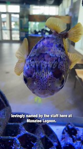 Artificial reefs matter❗ Not only do they create new hard-bottom communities that serve as points of attachment for corals and sponges to grow, but they also take pressure off natural reefs by providing alternative recreational areas for scuba divers and anglers. Learn more about our artificial reef habitat exhibit and Yoshi, the long-spine porcupine puffer, when you book your free tour! http://spr.ly/6180SuBfw #MeetYoshi #ArtificialReef #MarineScience #FreeTour #Manateelagoon | Manatee Lagoon