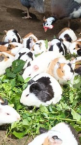 10K views · 110 reactions | Guinea pigs are generally friendly and social animals, known for being gentle, affectionate, and easy to tame with patient handling. They are often recommended as first pets for families because of their pleasant nature. | Guinea pigs Dr | Facebook