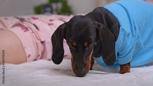 Domestic dog licks crumbs on snow-white bed next to relaxed woman in pyjama. Dachshund in blue t-shirt licking white bedding in bedroom
