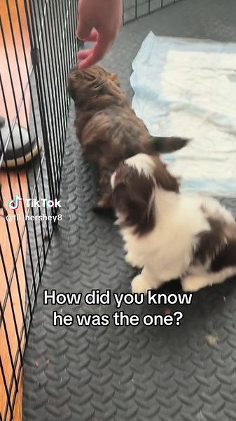 Meet Our New Shih Tzu Puppy! 🐶