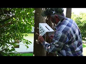 Sentinel Possum Trap Setting