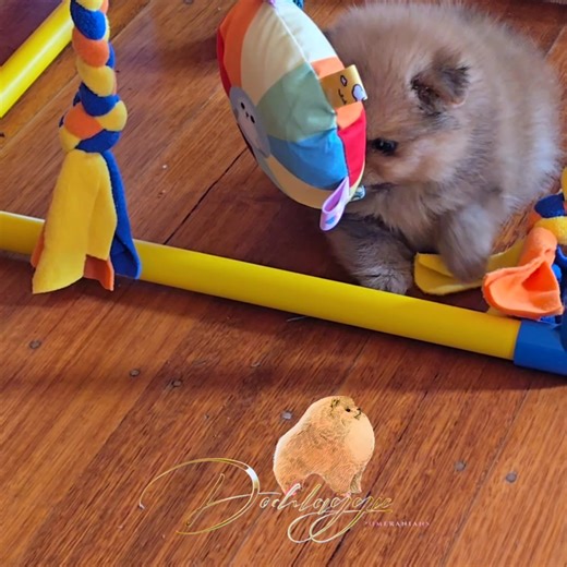 🐾 Our new little girl, sired by Lithuanian Junior Champion Tauro Kennel JP Atlantis, had a big day yesterday with her vet check, vaccination, and microchip all completed. She’s healthy, strong, and growing into a beautiful little fluffball. ✨ I am so excited to watch her personality blossom as she takes her first steps into the world of Dochlaggie Pomeranians. 💕 #Dochlaggie #DochlaggiePomeranians #PomeranianPuppy #PomeranianLove | Pomeranian