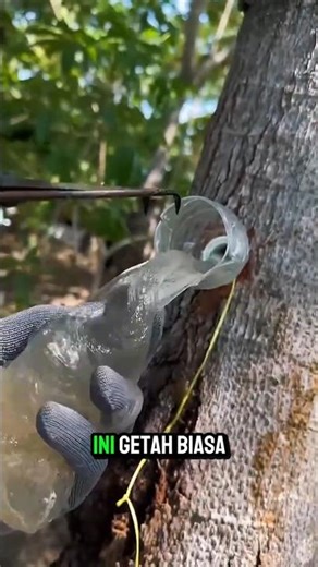 Getah Pohon Jadi Dessert? Fakta Xue Yan yang Jarang Diketahui